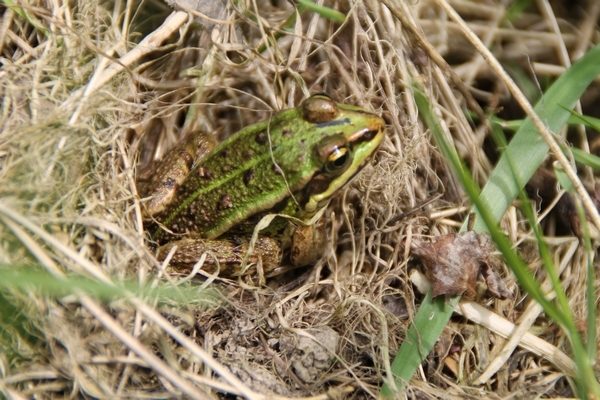 La faune de la commune de Bonchamp